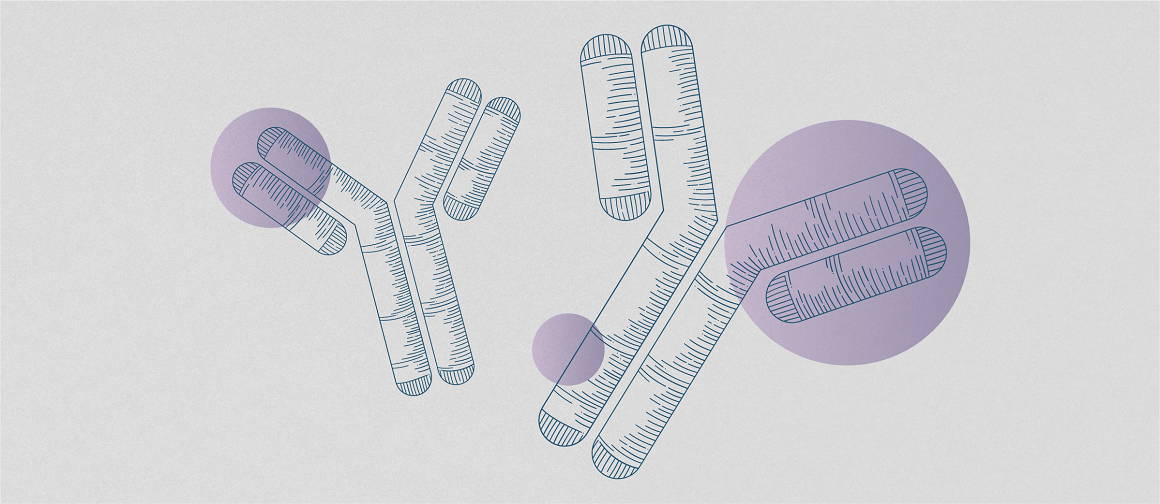 Two antibodies with purple circles.