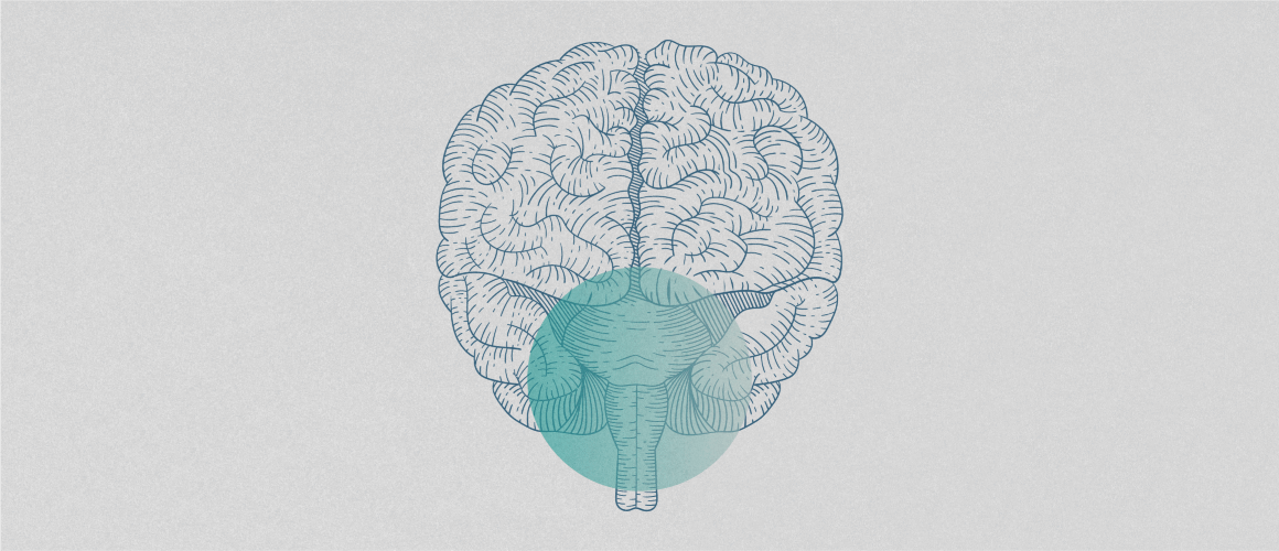 Monochromatic illustration of a brain in anterior view, with a green circle overlaid on the brainstem area.