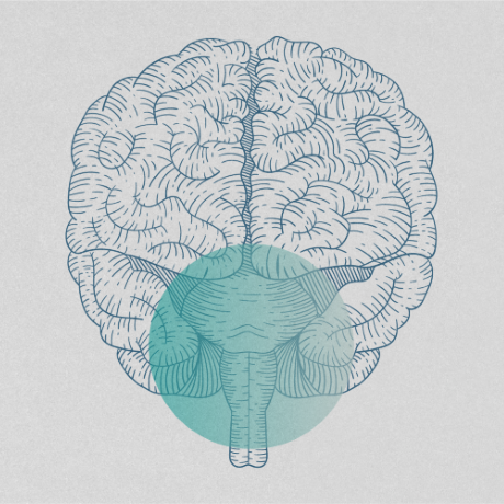 Monochromatic illustration of a brain in anterior view, with a green circle overlaid on the brainstem area.