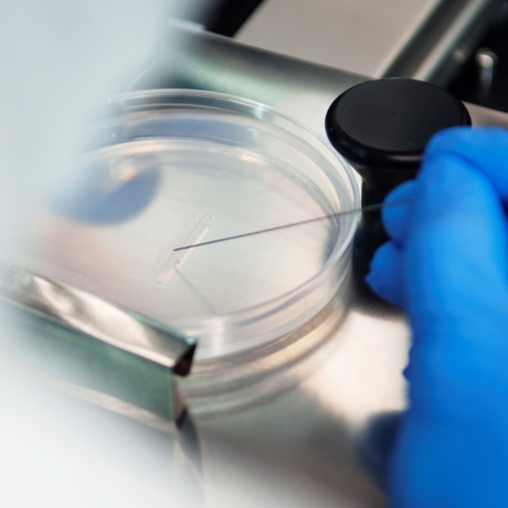 Hand wearing latex glove working with a petri dish.